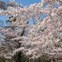 Mikamine Park (三神峯公園)