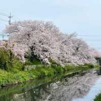 桜の名所。リフレクションも美しい。