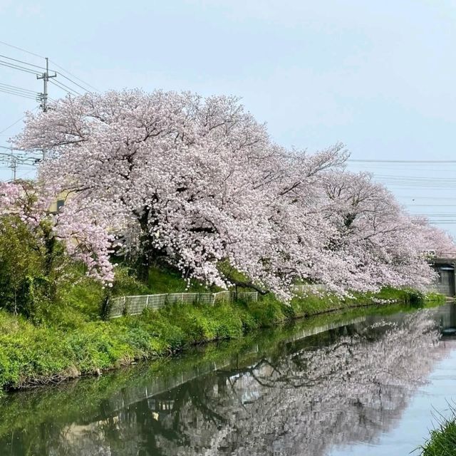 桜の名所。リフレクションも美しい。