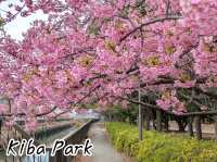 ชมซากุระ @Kiba Park, Tokyo