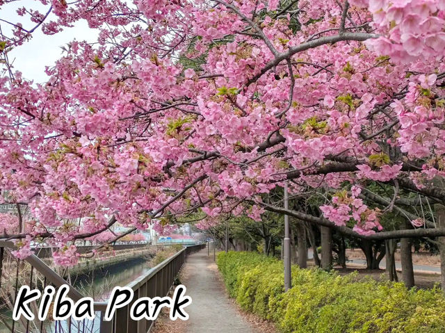 ชมซากุระ @Kiba Park, Tokyo