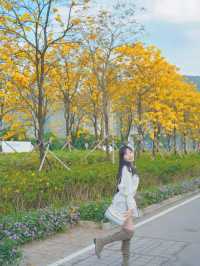  ## 香港秘境！東涌黃風鈴徑，邂逅春日限定的金色浪漫！🌼✨