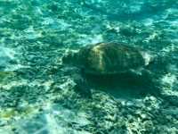 慶良間諸島--座間味島的浮潛有海龜相陪