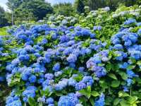 萬里高家繡球花田