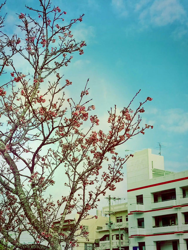 🌸 **沖繩與儀公園櫻花觀賞遊覽分享** 🌸