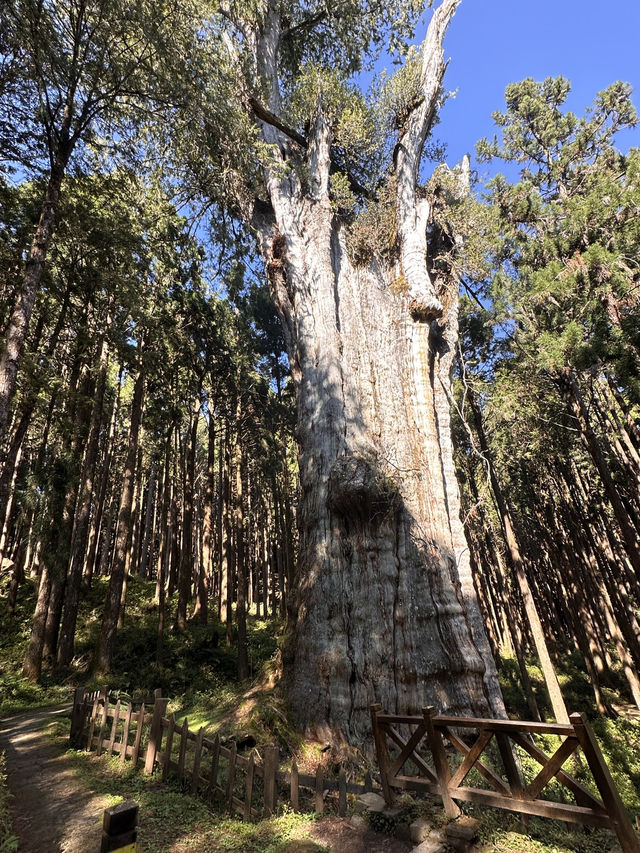 阿里山賞櫻🌸逐日之旅