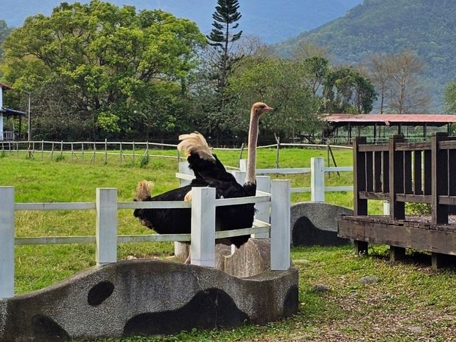 花蓮瑞穗牧場，擁抱田園與鮮奶香氣的悠閒時光。