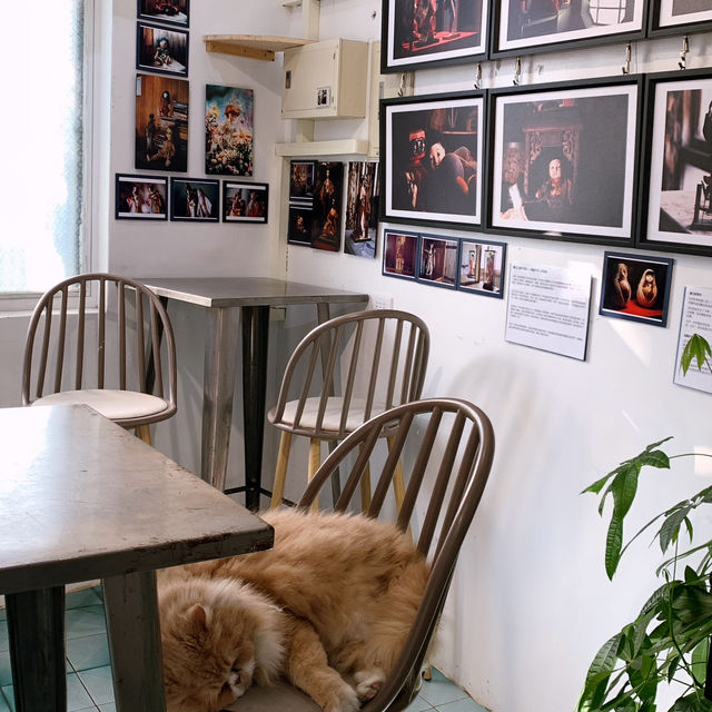 竹南美食｜有波斯貓店長的老宅咖啡廳☕️