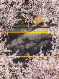 Chasing Sakura at Jeongnong-ro Jeju