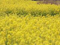Chasing Canola Blossoms in Mushirouchi Koga City