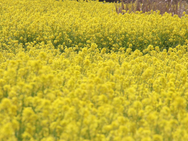 Chasing Canola Blossoms in Mushirouchi Koga City