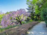 Chasing Sakura at Shirotori Garden