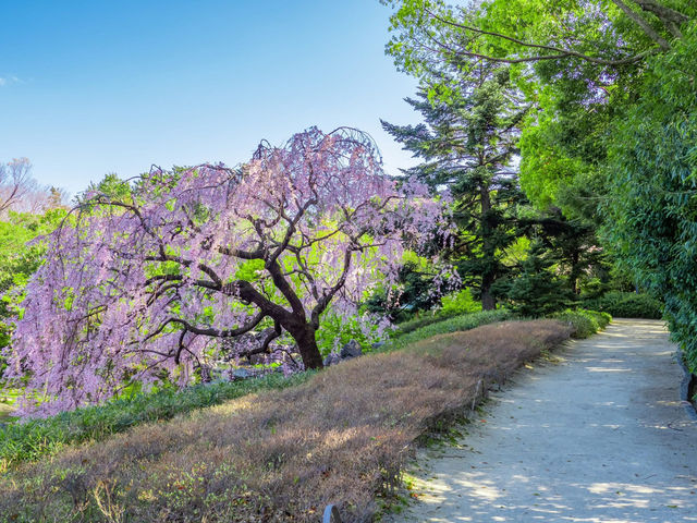 Chasing Sakura at Shirotori Garden