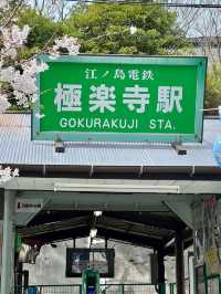 Gokurakuji & Cherry Blossoms: A Hidden Gem in Kamakura