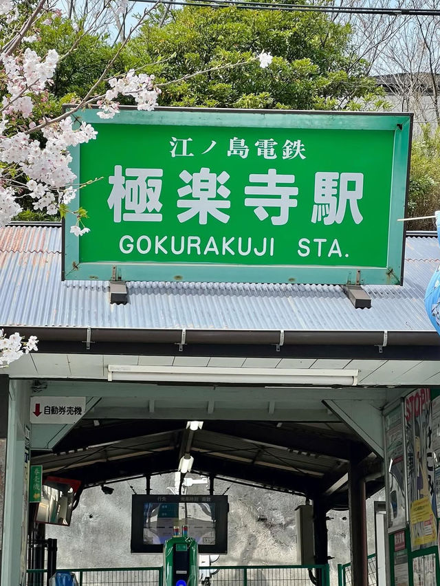 Gokurakuji & Cherry Blossoms: A Hidden Gem in Kamakura