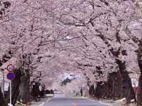 Chasing Sakura at Yonomori Cherry Blossom Tunnel
