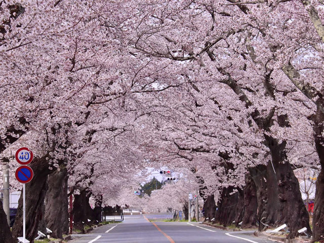 Chasing Sakura at Yonomori Cherry Blossom Tunnel