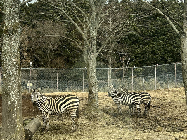 近距離接觸野生動物