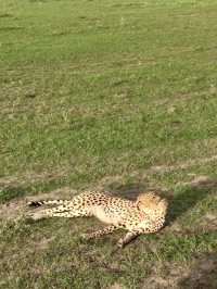Game Drive in Masai Mara: A Perfect Spring Adventure