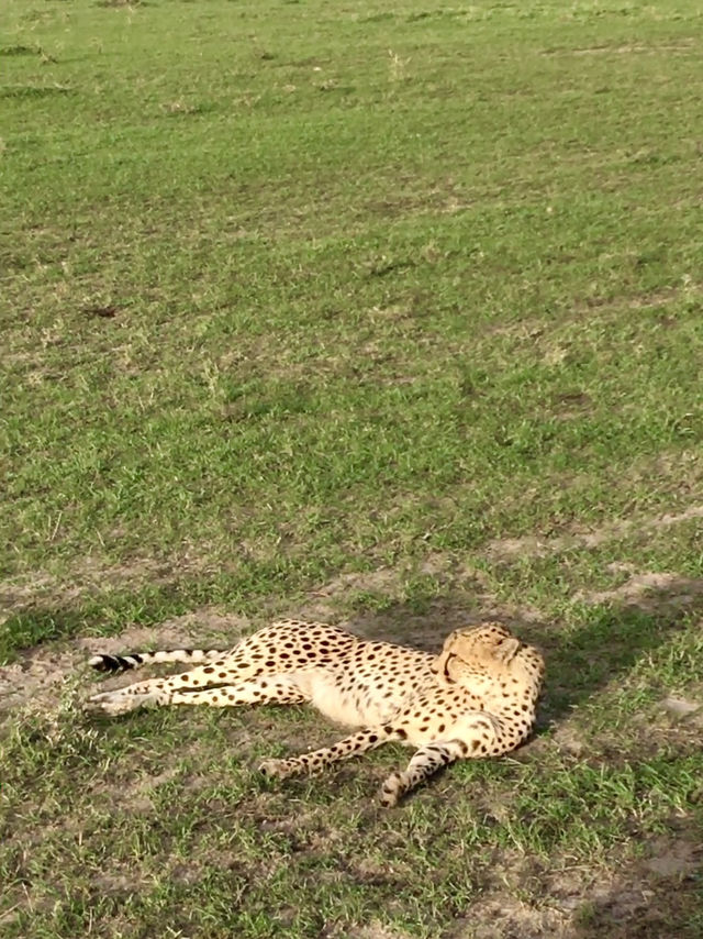 Game Drive in Masai Mara: A Perfect Spring Adventure