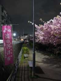 Kyoto | Enjoy the Sakura in full bloom in Kyoto