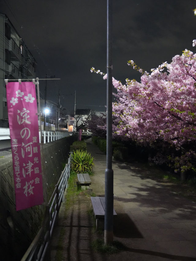 Kyoto | Enjoy the Sakura in full bloom in Kyoto