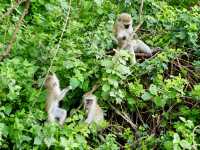 Spring Trip to Tanzania: Exploring Lake Manyara National Park