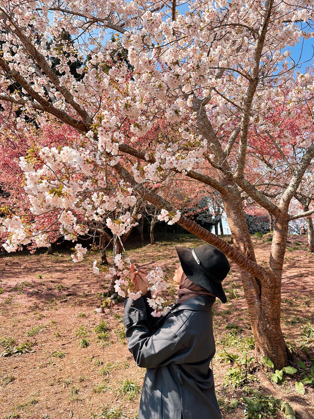 Best place for cherry blossom bloom in Taichung 💐🌸