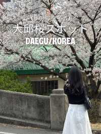 【韓国/大邱】リアルタイム！中心地から徒歩圏内の桜スポット🌸