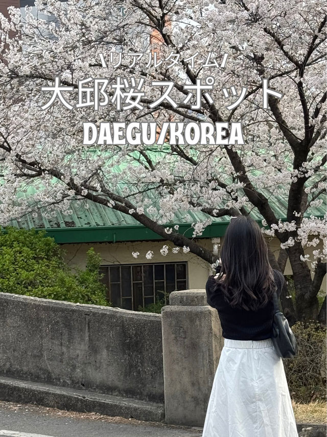 【韓国/大邱】リアルタイム！中心地から徒歩圏内の桜スポット🌸