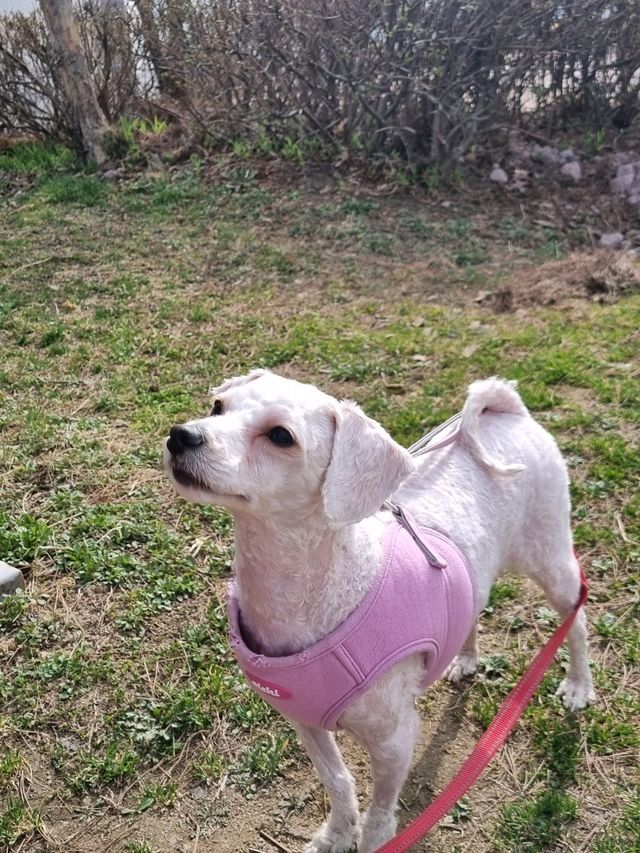 강아지와 산책하며 힐링하기 좋은 한적한 한강공원🏞