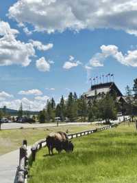 Yellowstone 🌏 🌱 