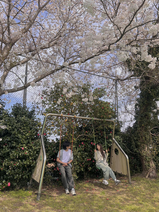제주 숨겨진 벚꽃명소, 여기에요🌸