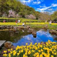 陽明山湖山里櫻花林