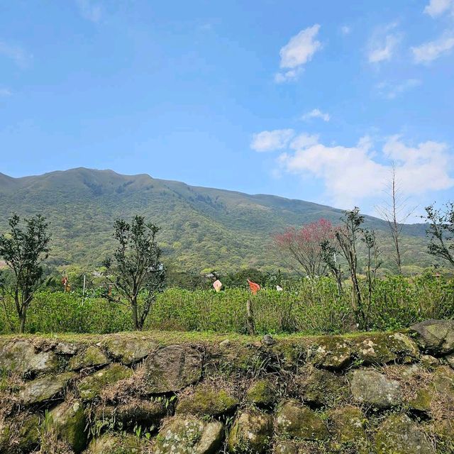 陽明山前山公園