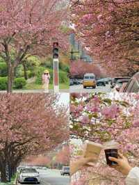 Xi'an Cherry Blossom Avenue – Get Ready for the Blooming Weekend! 🌸🚇