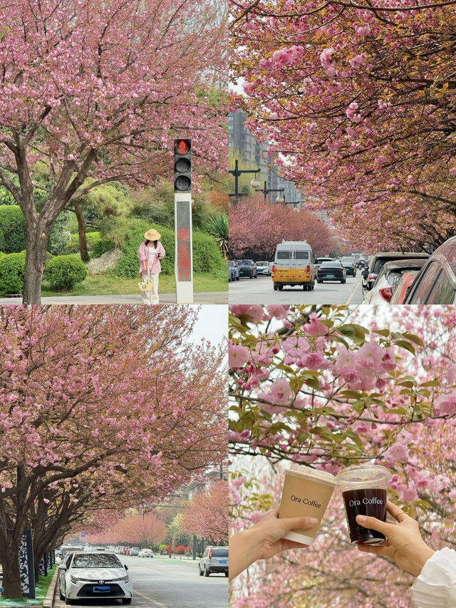 Xi'an Cherry Blossom Avenue – Get Ready for the Blooming Weekend! 🌸🚇