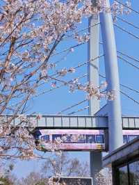 Wuhan Cherry Blossom Train Experience – A Must-See! 🌸🚋