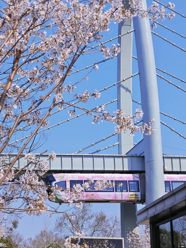 Wuhan Cherry Blossom Train Experience – A Must-See! 🌸🚋