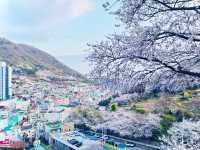 【ひとり旅でも満喫】2泊3日で楽しむ春の釜山🌸✈️