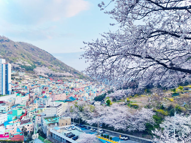 【ひとり旅でも満喫】2泊3日で楽しむ春の釜山🌸✈️