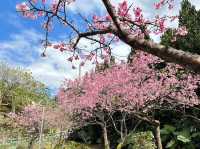 🌸 **台北屈尺櫻花公園（Zhuzihu Sakura Park）櫻花觀賞遊覽分享** 🌸