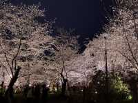 【京都】平野神社の夜桜