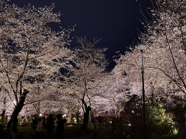 【京都】平野神社の夜桜