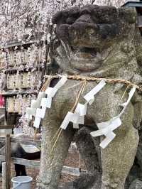 The Stunning Weeping Cherry Blossoms of Oishi Shrine