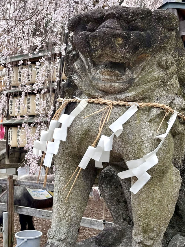 The Stunning Weeping Cherry Blossoms of Oishi Shrine