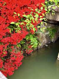 Azaleas in Full Bloom at Nagaoka Tenmangu Shrine