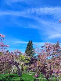 ไปดู The King of Cherry Blossom Alishan 