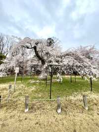 Spring Stroll at Kamigamo Shrine