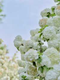 Xinzhuang Plum Garden Hydrangeas– Shanghai’s Secret Hydrangea Wonderland